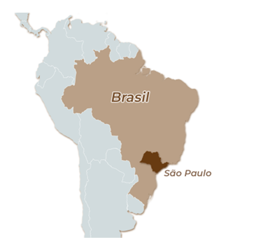 Brasil-Fazenda Boa Vista, Sao Paulo, Natural Catuai