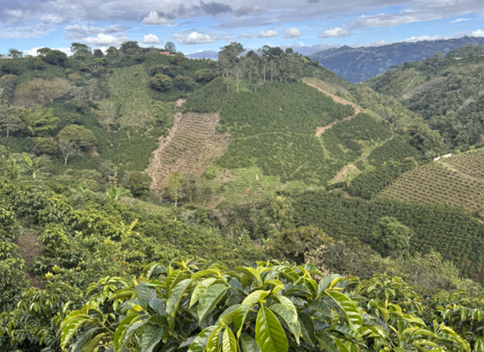 Colombia-Huila/Pitalito, Natural Anaerobico Caturra