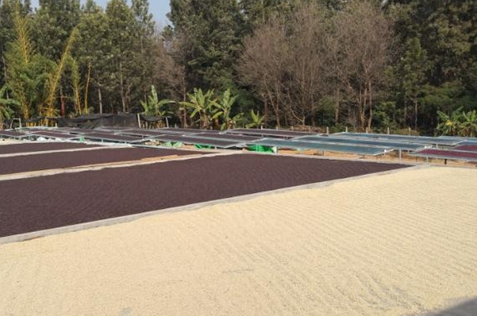Myanmar Green Land Pyn Lavado T8667