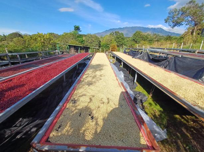 Panamá Lorayne, Boquete Lavado Catuai