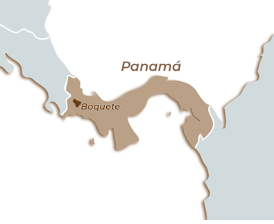 Panamá Lorayne, Boquete Lavado Catuai