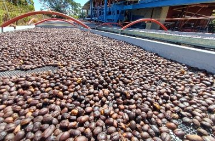 Panamá- Lorayne, Chiriqui, Natural Pacamara