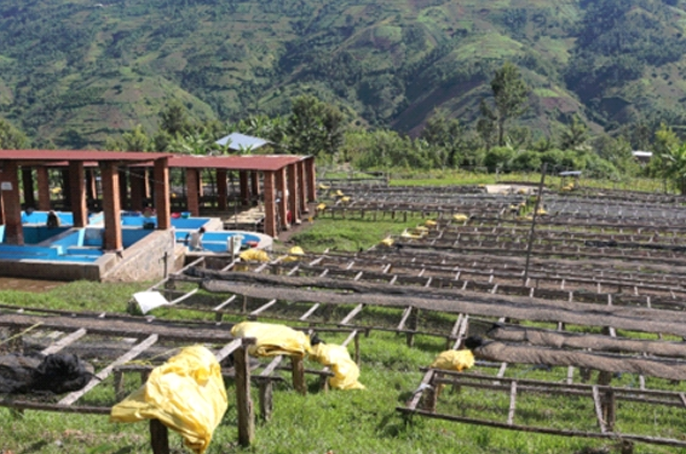 Ruanda- Muhehwe-Rusizi, Lavado Bournon