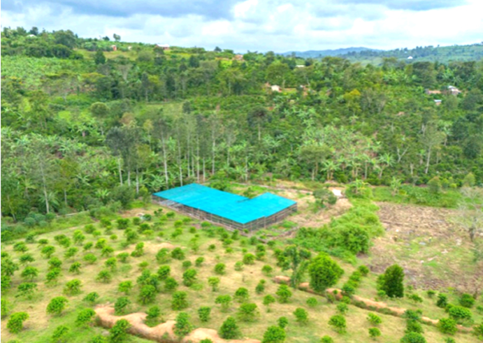 Uganda- Kwenzi, Montes Rwnzori Natural